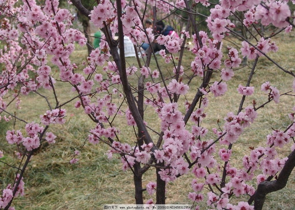 桃花 桃树 三月 春天 田园风光
