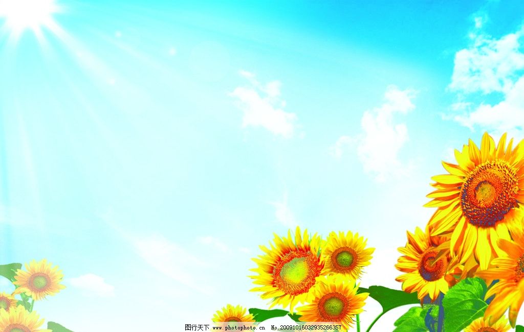 向日葵 黄色 壁纸-jpg向日葵背景图片素材-3