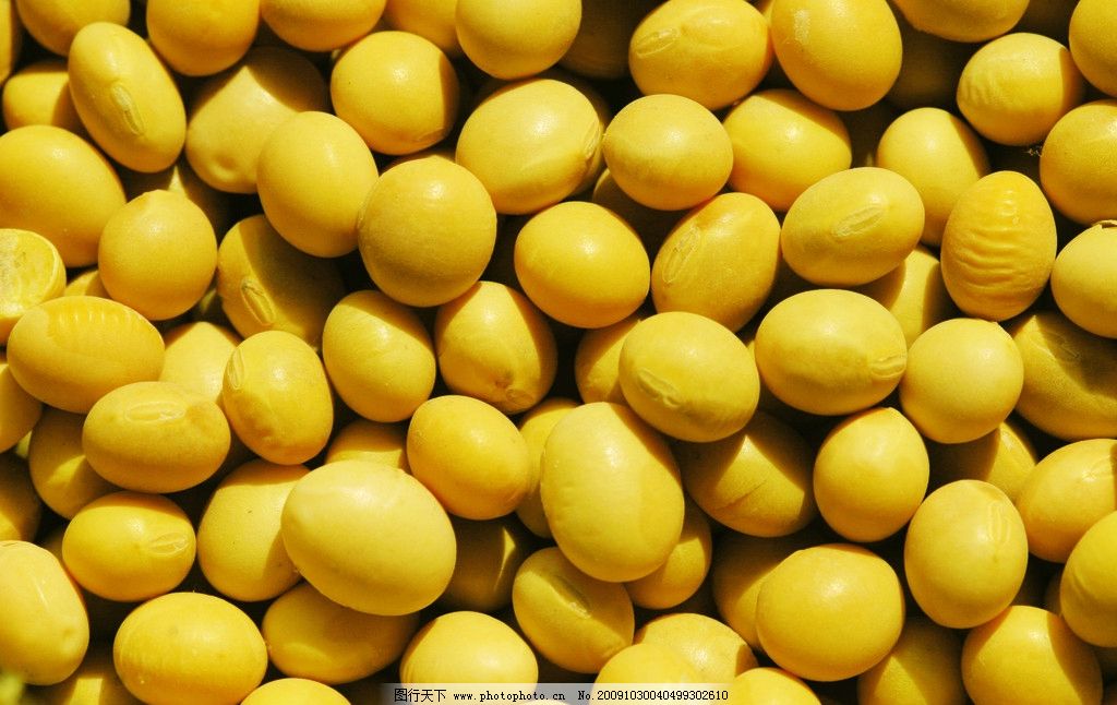 2025年11月8日湖北省武汉市新季大豆价格行情