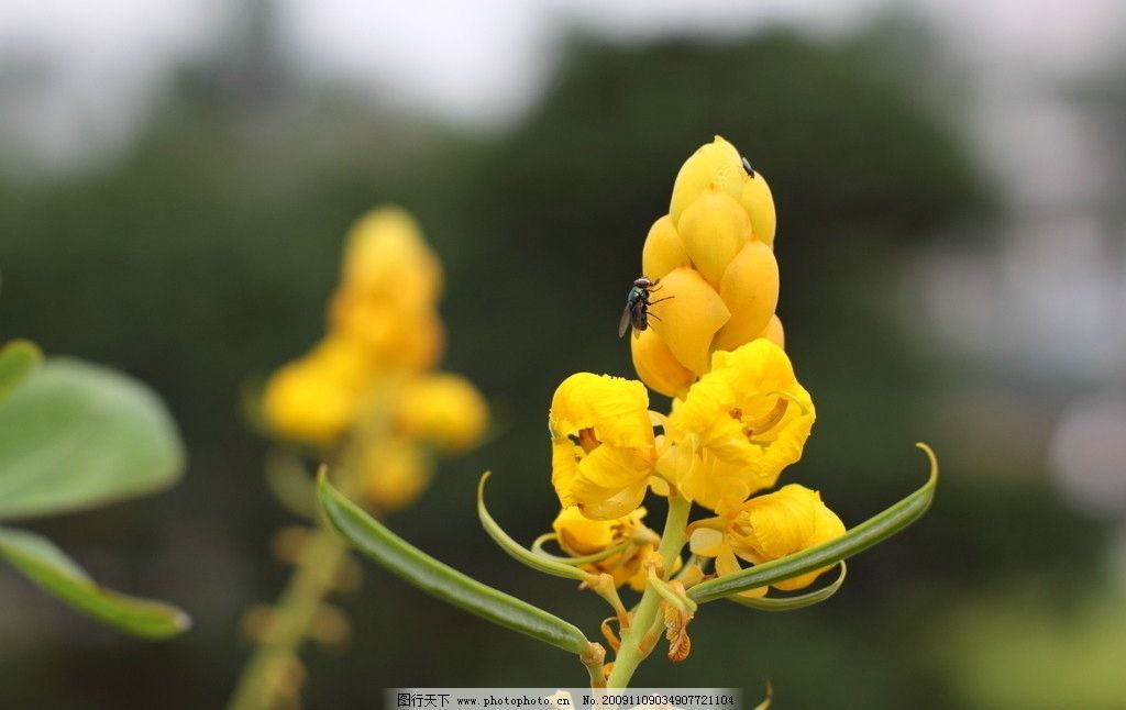 风景素材 花草 花 植物 植被 花蕊 花朵 其他 自然景观 摄影 350dpi