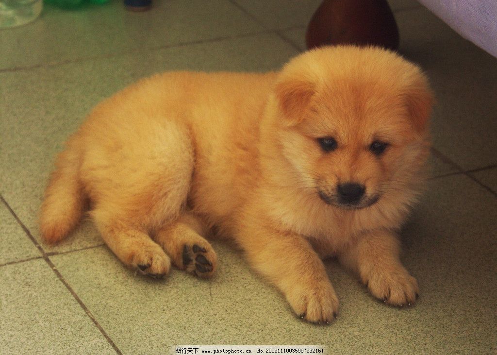 小熊-小熊犬图片