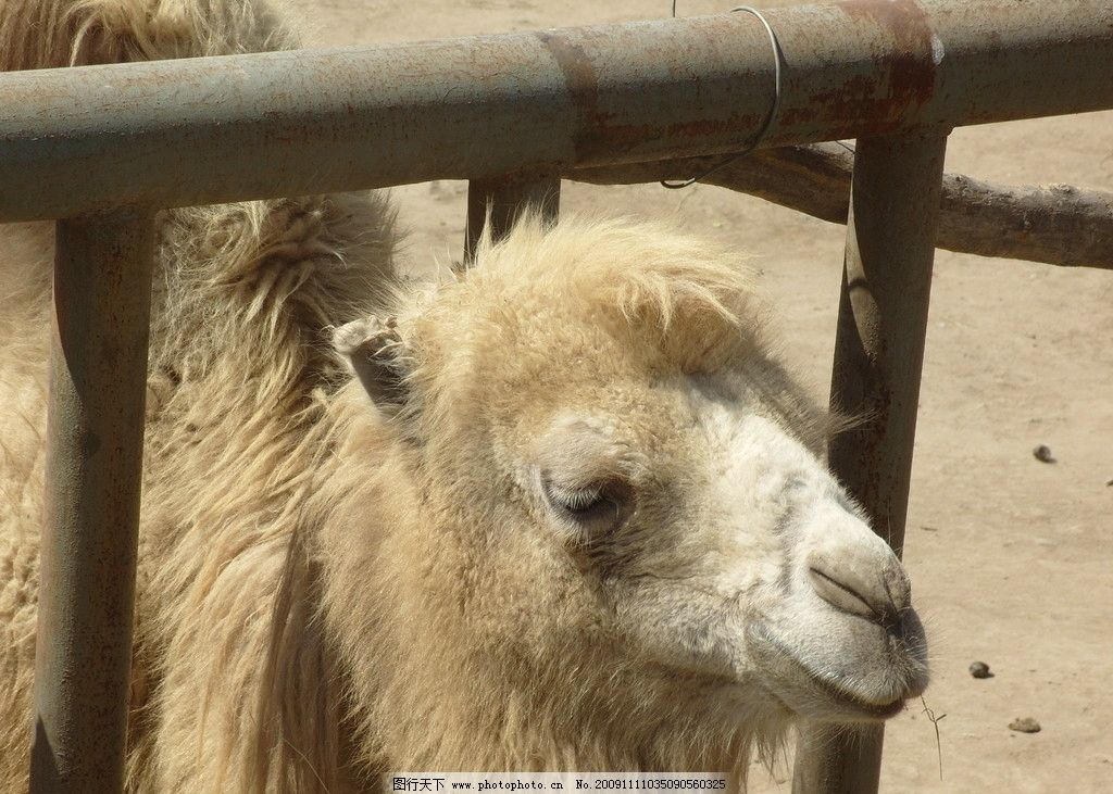 骆驼图片,栏杆 伸头 闭眼 长睫毛 动物表情 野生