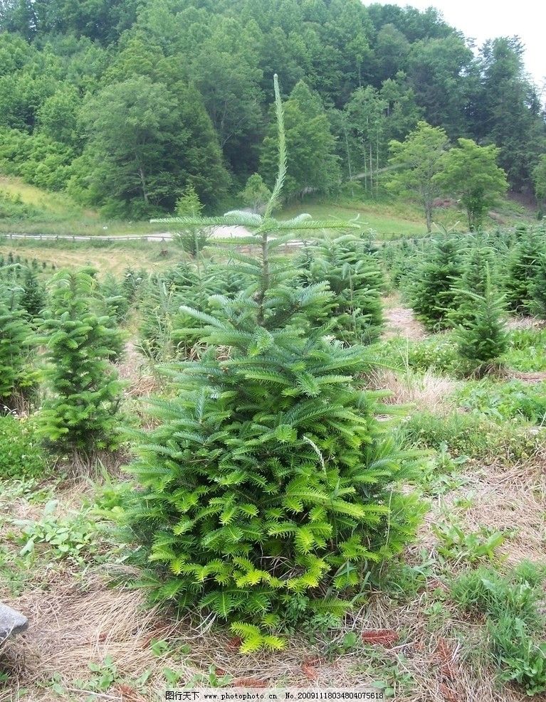 圣诞树森林植被植物针叶林针叶树云杉树木摄影图片