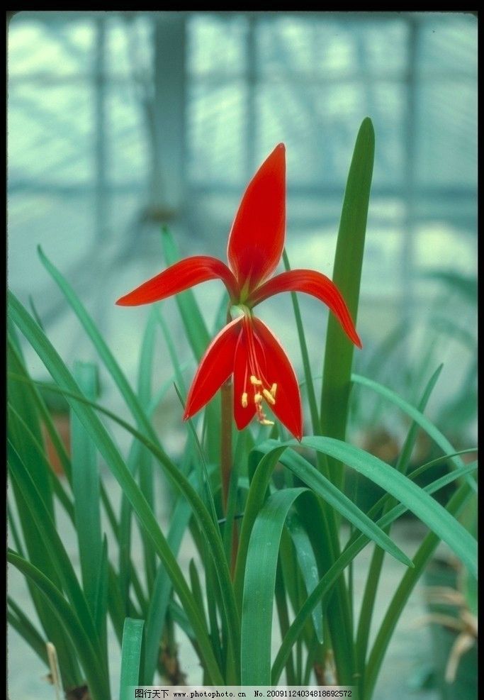 百花15 绿叶 兰花 红色 一枝独秀 百花娇美 自然风景 自然景观 摄影_风景520 百花15 绿叶 兰花 红色 一枝独秀 百花娇美 自然风景 自然景观 摄影