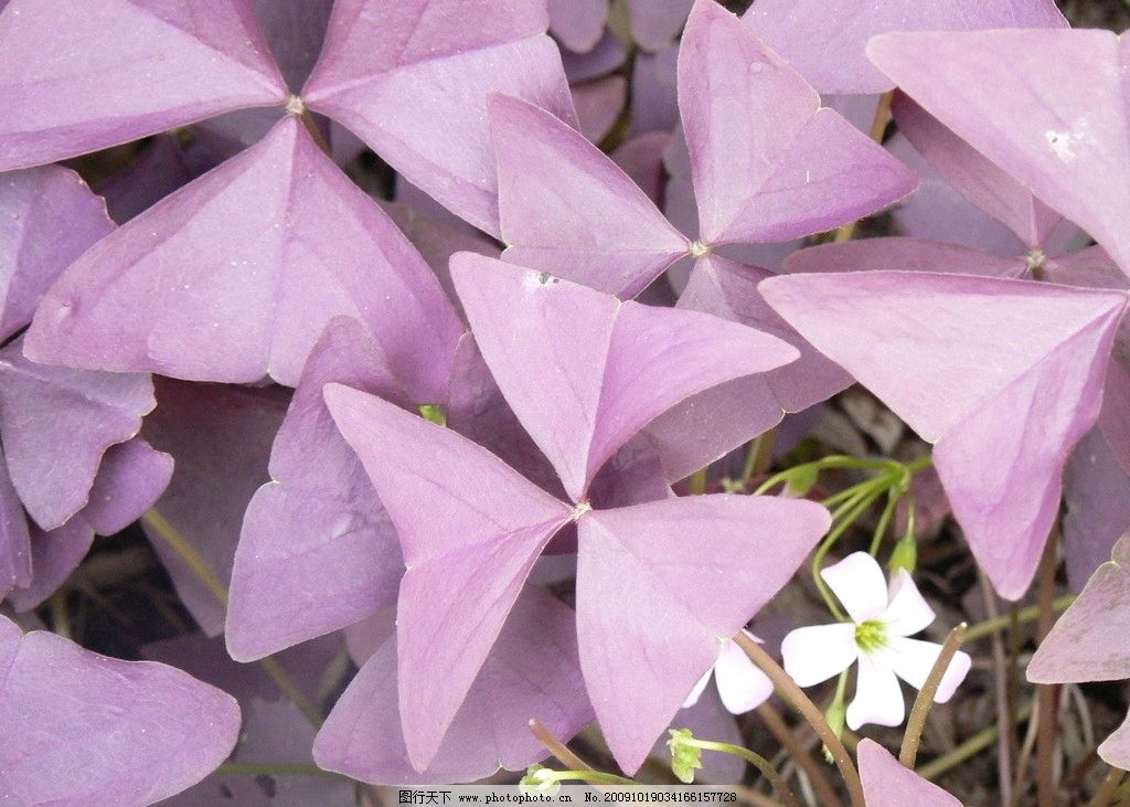 紫色三角叶图片