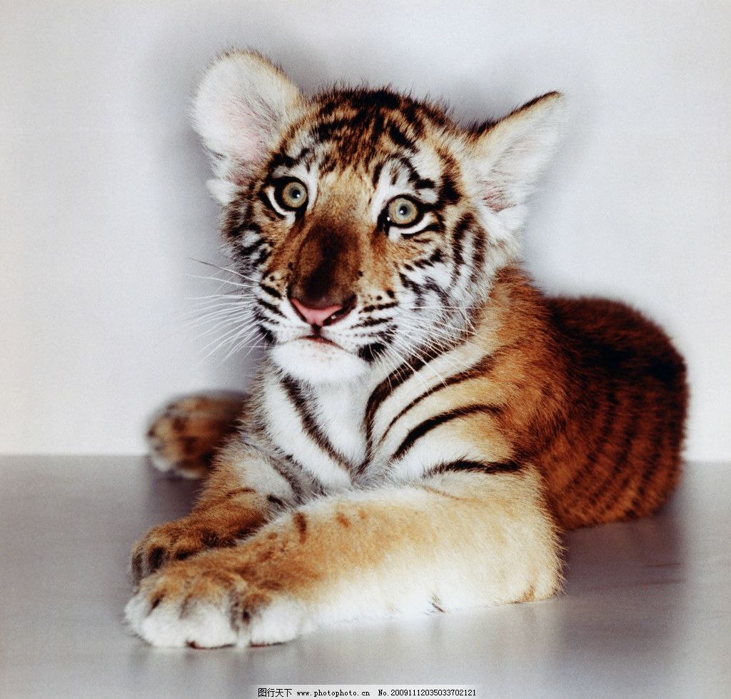 高清晰可爱漂亮的小老虎宝宝壁纸-欧莱凯设计网
