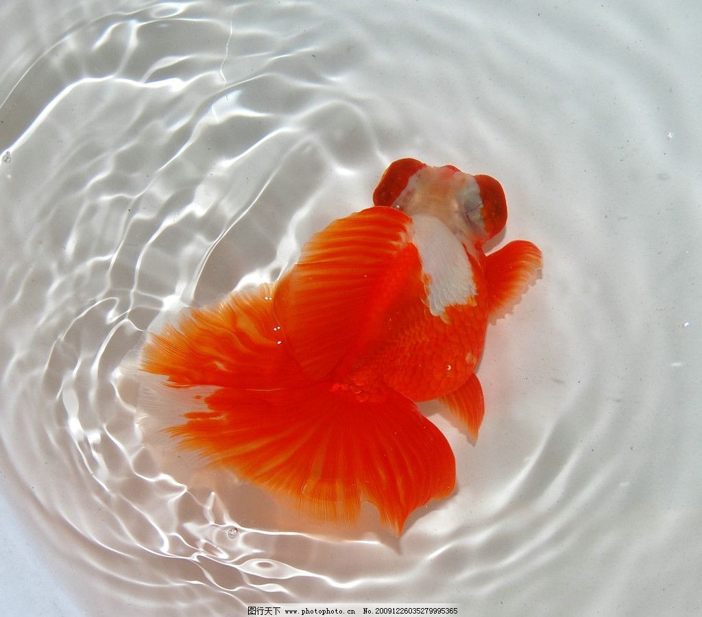 怎麼養好金魚金魚的飼養方法